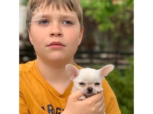 Αγόρι και κορίτσι Chihuahua κουτάβια